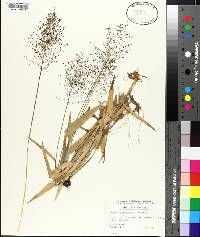 Panicum polyanthes image