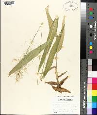 Panicum polyanthes image