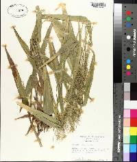 Panicum polyanthes image