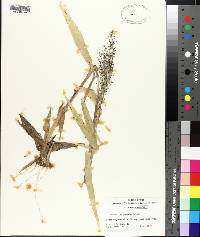 Panicum polyanthes image