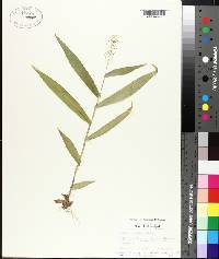 Panicum polyanthes image