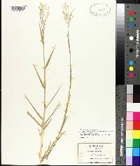 Panicum repens image