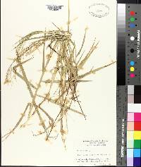 Panicum repens image