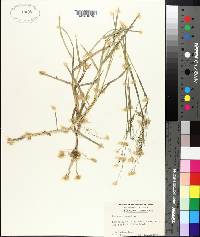 Panicum repens image