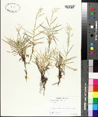 Panicum repens image