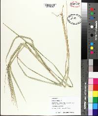 Panicum repens image