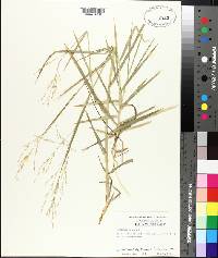 Panicum repens image