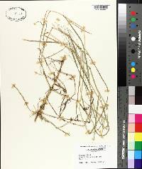 Panicum repens image