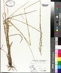 Panicum rhizomatum image