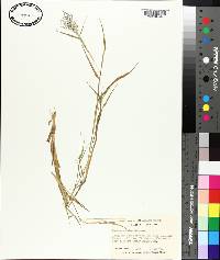 Panicum spretum image