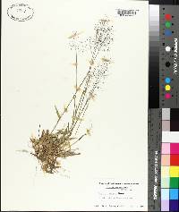 Panicum strigosum image