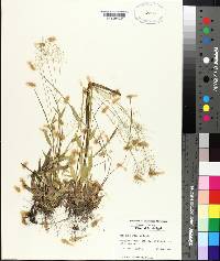 Panicum strigosum image