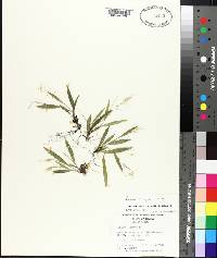 Panicum strigosum image