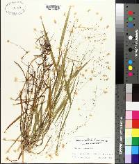 Kellochloa verrucosa image