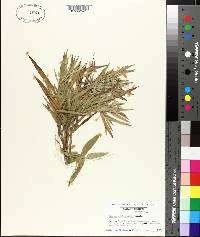 Panicum villosissimum image