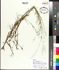 Panicum wrightianum image