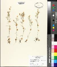 Panicum wrightianum image