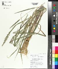 Echinochloa colona image