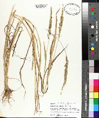 Echinochloa colona image