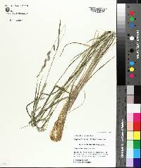 Echinochloa colona image