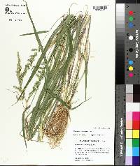 Echinochloa colona image