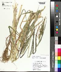 Echinochloa colona image