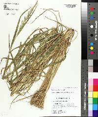 Echinochloa colona image