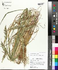 Echinochloa colona image