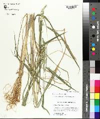 Echinochloa colona image