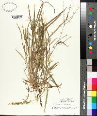 Echinochloa colona image