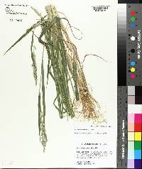 Echinochloa colona image