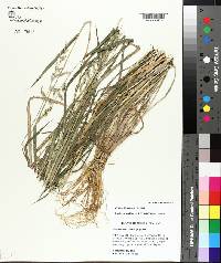 Echinochloa colona image