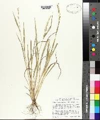 Echinochloa colona image