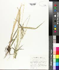 Echinochloa colona image