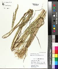 Echinochloa colona image