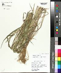 Echinochloa colona image