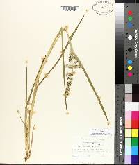 Echinochloa muricata var. muricata image