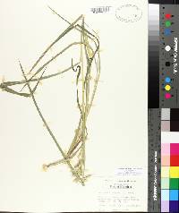 Echinochloa muricata var. muricata image