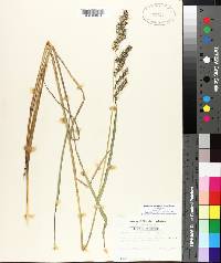 Echinochloa muricata var. muricata image