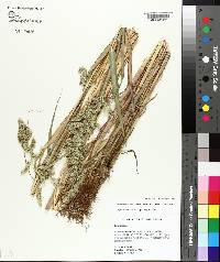 Echinochloa muricata var. muricata image