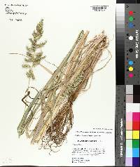 Echinochloa muricata var. muricata image