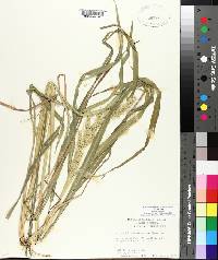 Echinochloa muricata var. muricata image