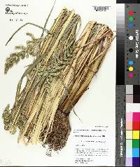 Echinochloa muricata var. muricata image