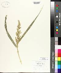 Echinochloa muricata var. muricata image