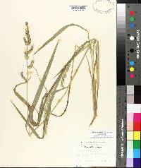 Echinochloa muricata var. muricata image