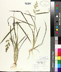 Echinochloa muricata var. muricata image