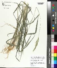 Echinochloa muricata var. muricata image