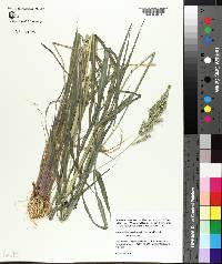 Echinochloa muricata var. muricata image