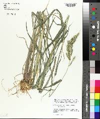 Echinochloa muricata var. muricata image