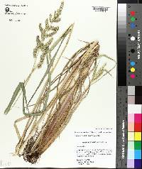 Echinochloa muricata var. muricata image